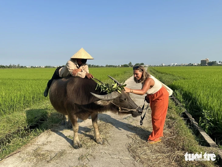 Du khách hào hứng trải nghiệm cưỡi trâu, chụp ảnh giữa đồng lúa ở Hội An Du khách hào hứng trải nghiệm cưỡi trâu, chụp ảnh giữa đồng lúa ở Hội An