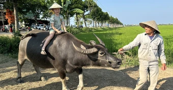 Du khách hào hứng trải nghiệm cưỡi trâu, chụp ảnh giữa đồng lúa ở Hội An