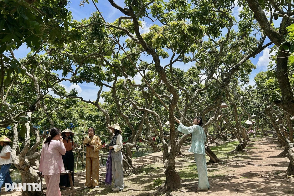 Du khách “quên lối về” khi lạc vào vườn nhãn cổ thụ ở Cần Thơ Du khách “quên lối về” khi lạc vào vườn nhãn cổ thụ ở Cần Thơ