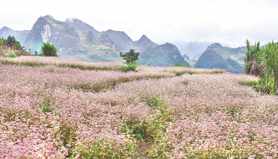 Đưa du lịch thành ngành kinh tế mũi nhọn Đưa du lịch thành ngành kinh tế mũi nhọn