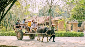 Đưa xe trâu trở thành trải nghiệm du lịch