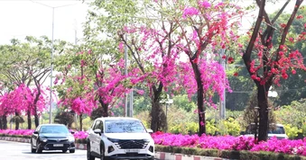 Đường hoa giấy hơn 10km rực hồng giữa nắng vàng