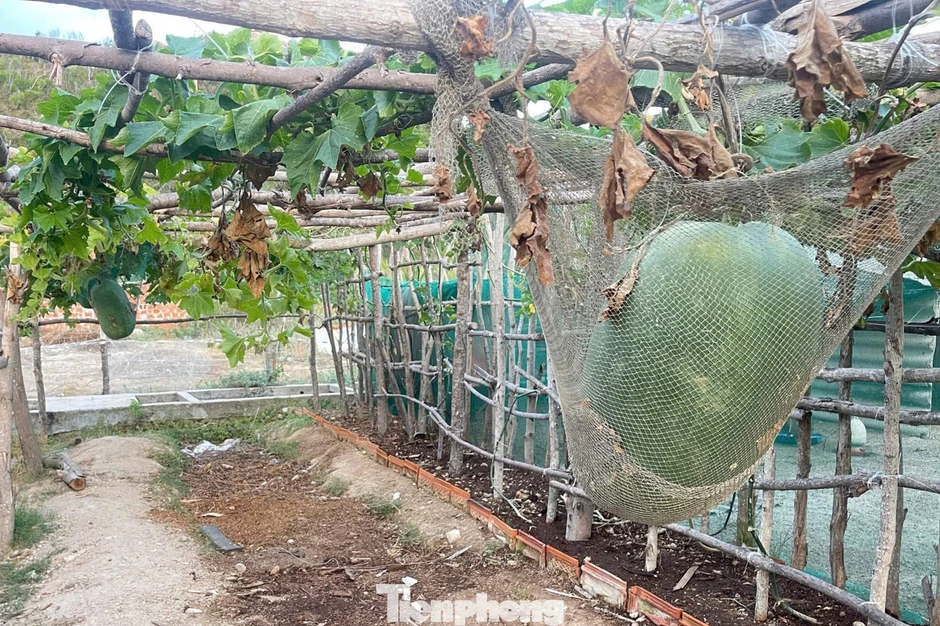Giống bí đao ‘khổng lồ’ bén duyên nơi đảo xa Giống bí đao ‘khổng lồ’ bén duyên nơi đảo xa