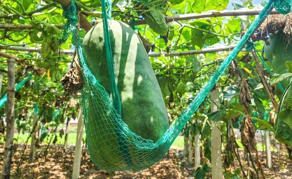 Giống bí đao ‘khổng lồ’ bén duyên nơi đảo xa Giống bí đao ‘khổng lồ’ bén duyên nơi đảo xa