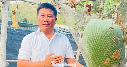 Giống bí đao ‘khổng lồ’ bén duyên nơi đảo xa