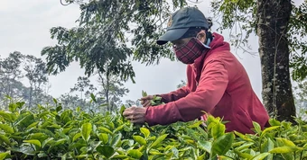 Giữ 62,7ha chè tại Biển Hồ để tạo cảnh quan du lịch, không cho phá để trồng cà phê