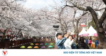 Hàn Quốc bắt đầu đón mùa hoa anh đào 2026