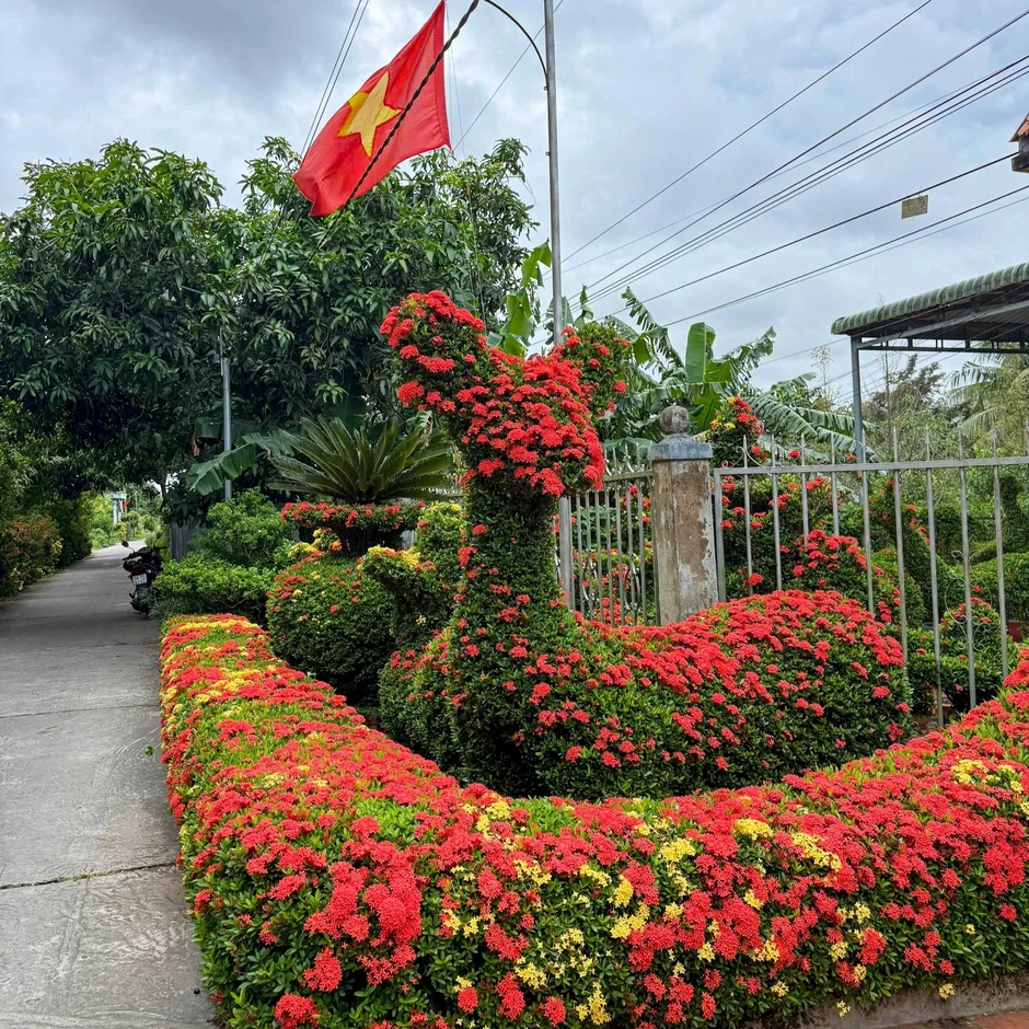 Hàng rào bông trang miền Tây đẹp như tranh khiến dân mạng mê mẩn Hàng rào bông trang miền Tây đẹp như tranh khiến dân mạng mê mẩn