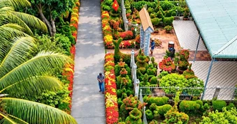 Hàng rào bông trang miền Tây đẹp như tranh khiến dân mạng mê mẩn