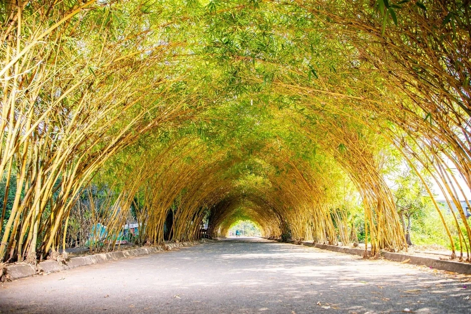 Hàng tre ngà ở Hưng Yên gây sốt vì đẹp như đường hầm cổ tích