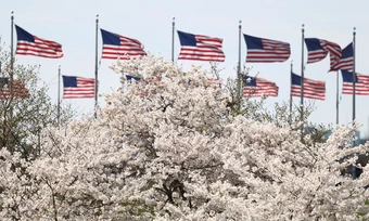 Hoa anh đào bung nở ở Washington