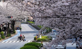 Hoa anh đào nhuộm hồng các tuyến đường ở Tokyo