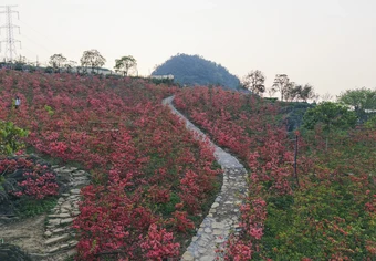 Hoa đỗ quyên bung nở ở Mộc Châu