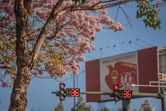 Hoa kèn hồng bung nở khắp tuyến phố Sài Gòn