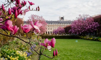 Hoa mộc lan nở rộ trong vườn Hoàng Gia ở trung tâm Paris