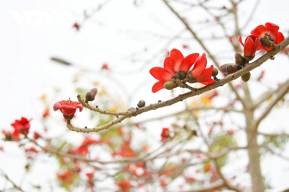 Hoa phong linh, hoa gạo nở rực rỡ trong tiết xuân hấp dẫn người dân Thủ đô