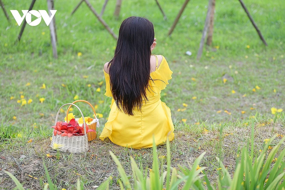 Hoa phong linh, hoa gạo nở rực rỡ trong tiết xuân hấp dẫn người dân Thủ đô