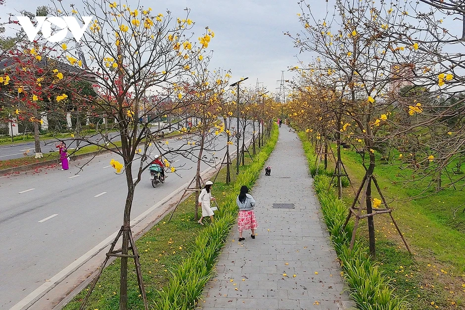 Hoa phong linh, hoa gạo nở rực rỡ trong tiết xuân hấp dẫn người dân Thủ đô