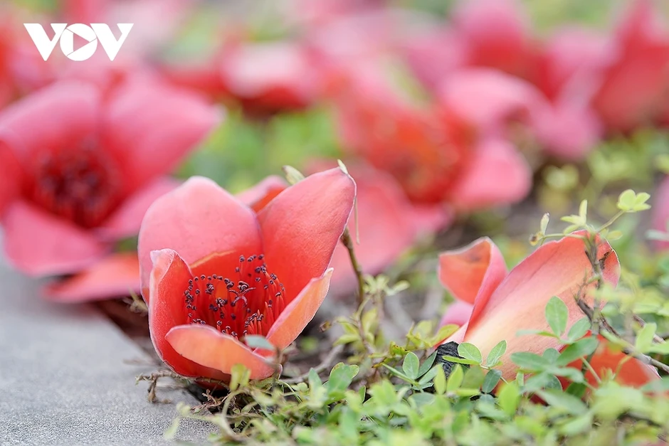 Hoa phong linh, hoa gạo nở rực rỡ trong tiết xuân hấp dẫn người dân Thủ đô