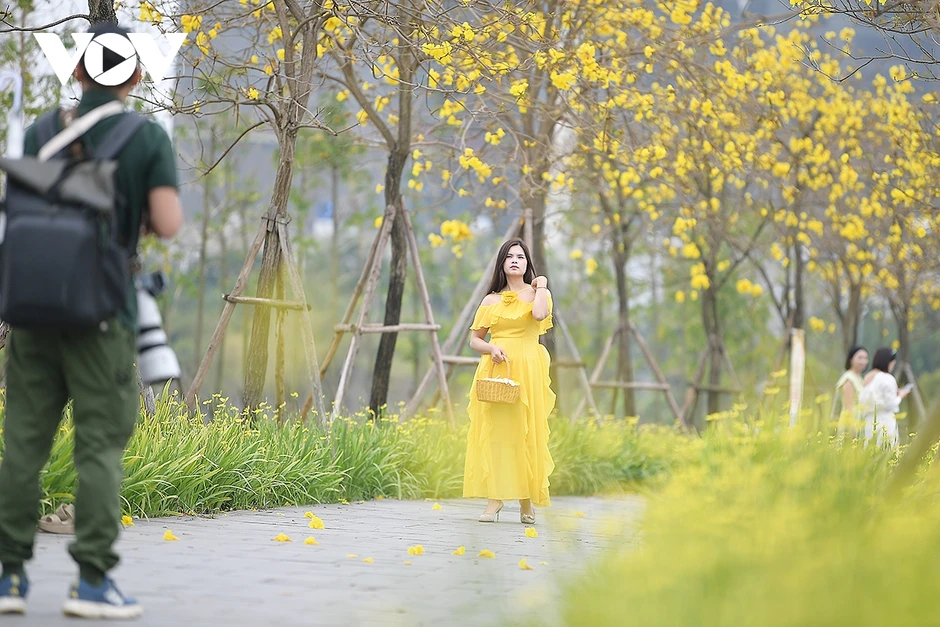 Hoa phong linh, hoa gạo nở rực rỡ trong tiết xuân hấp dẫn người dân Thủ đô