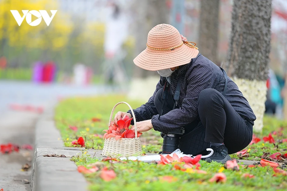 Hoa phong linh, hoa gạo nở rực rỡ trong tiết xuân hấp dẫn người dân Thủ đô