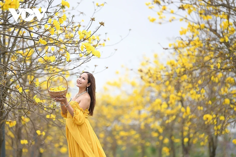 Hoa phong linh, hoa gạo nở rực rỡ trong tiết xuân hấp dẫn người dân Thủ đô