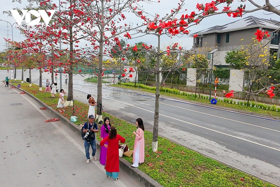 Hoa phong linh, hoa gạo nở rực rỡ trong tiết xuân hấp dẫn người dân Thủ đô