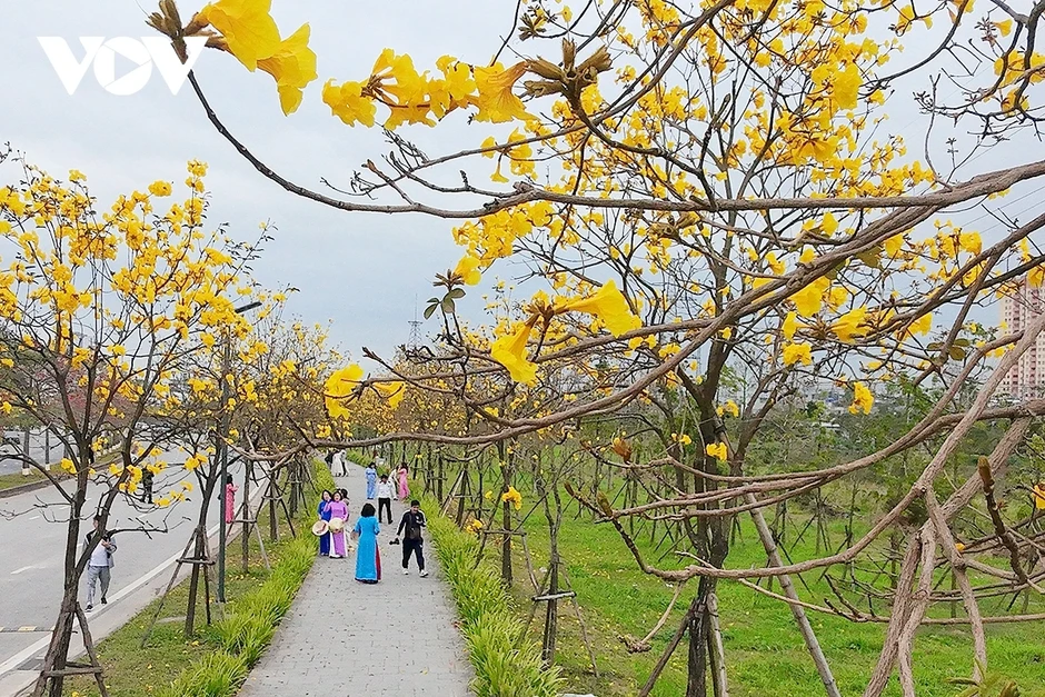 Hoa phong linh, hoa gạo nở rực rỡ trong tiết xuân hấp dẫn người dân Thủ đô