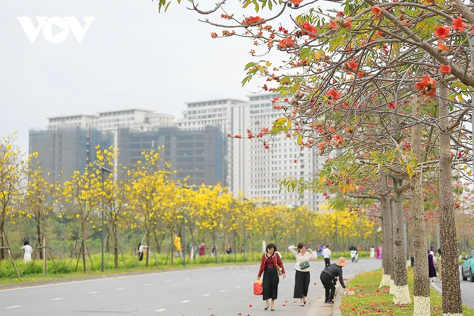 Hoa phong linh, hoa gạo nở rực rỡ trong tiết xuân hấp dẫn người dân Thủ đô