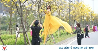 Hoa phong linh, hoa gạo nở rực rỡ trong tiết xuân hấp dẫn người dân Thủ đô
