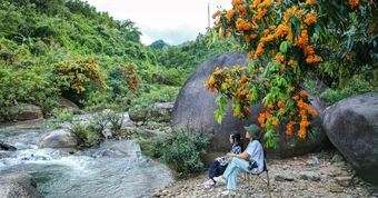 Hoa rì rừng bung nở, vẽ 'suối hoa' giữa núi rừng Đà Nẵng