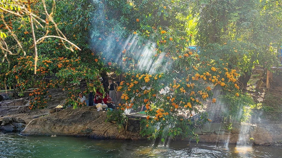 Hoa trang rừng nở rộ, “nàng thơ” của đại ngàn Gia Lai thức giấc