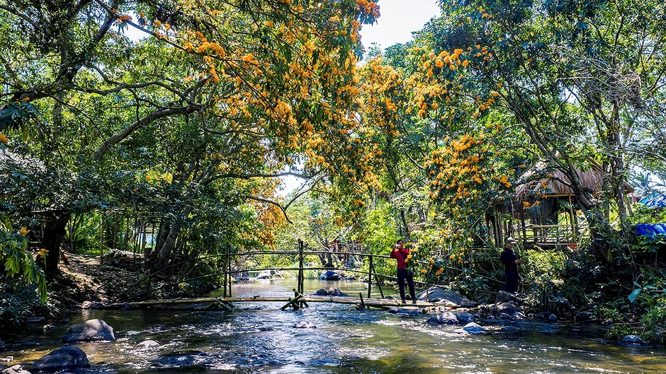 Hoa trang rừng nở rộ, “nàng thơ” của đại ngàn Gia Lai thức giấc