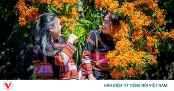 Hoa trang rừng nở rộ, “nàng thơ” của đại ngàn Gia Lai thức giấc