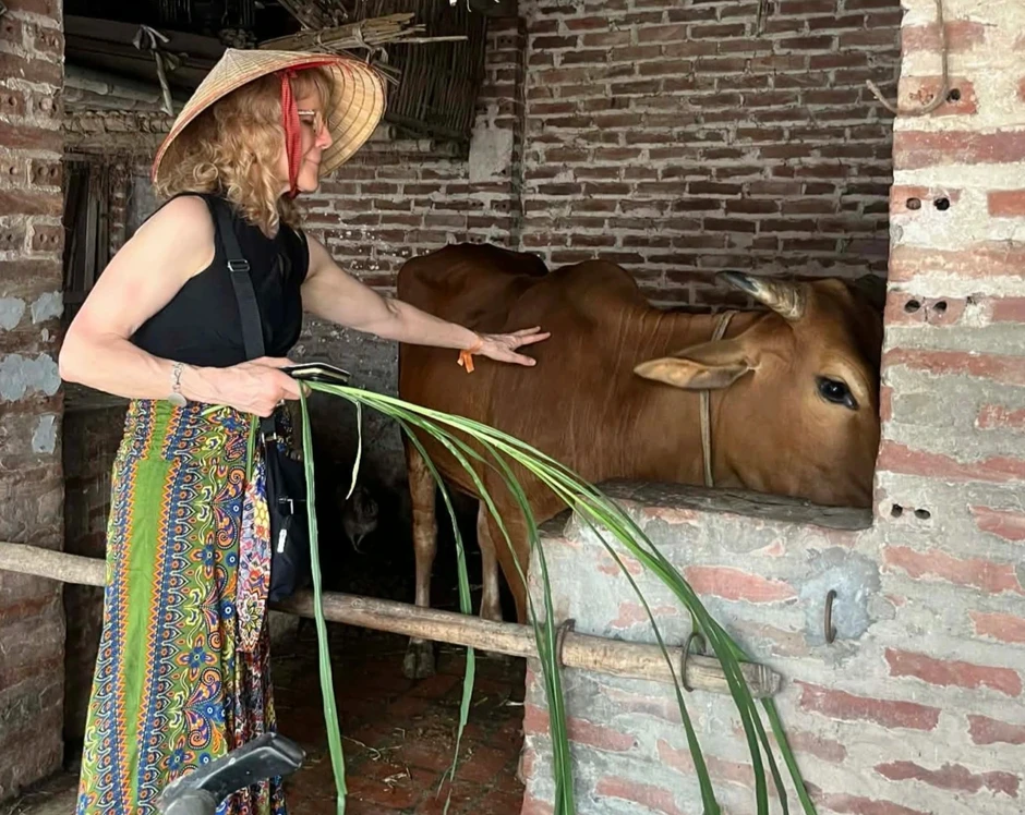 Khách Mỹ cho bò ăn cỏ, thử sống như nông dân giữa Hà Nội Khách Mỹ cho bò ăn cỏ, thử sống như nông dân giữa Hà Nội