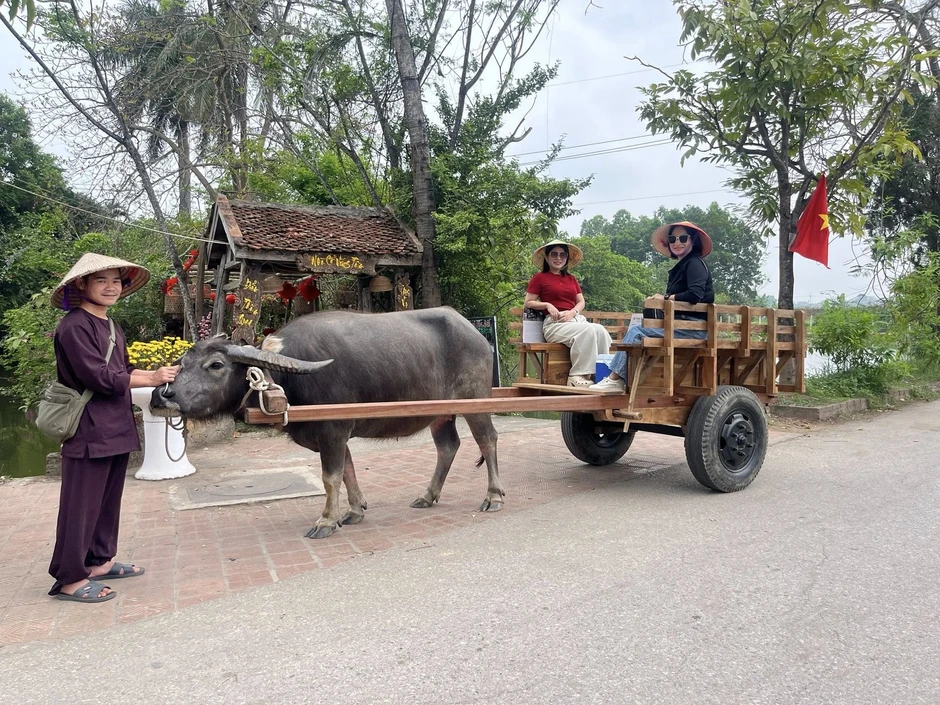 Khách Mỹ cho bò ăn cỏ, thử sống như nông dân giữa Hà Nội Khách Mỹ cho bò ăn cỏ, thử sống như nông dân giữa Hà Nội