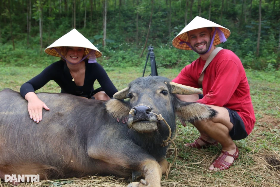 Khách Mỹ cho bò ăn cỏ, thử sống như nông dân giữa Hà Nội Khách Mỹ cho bò ăn cỏ, thử sống như nông dân giữa Hà Nội