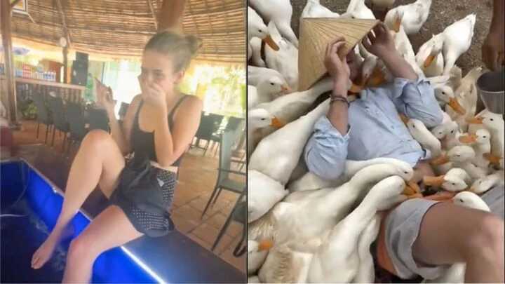 Khách Tây đi massage vịt, cá ở Việt Nam khen 'kỹ thuật viên rất tốt, rất hài' Khách Tây đi massage vịt, cá ở Việt Nam khen 'kỹ thuật viên rất tốt, rất hài'