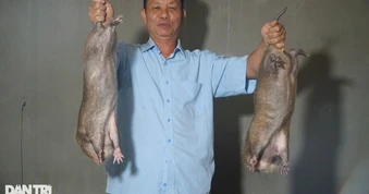 Khách Tây thử món thịt chuột khổng lồ ở Hà Nội, giá hơn 2 triệu đồng/kg