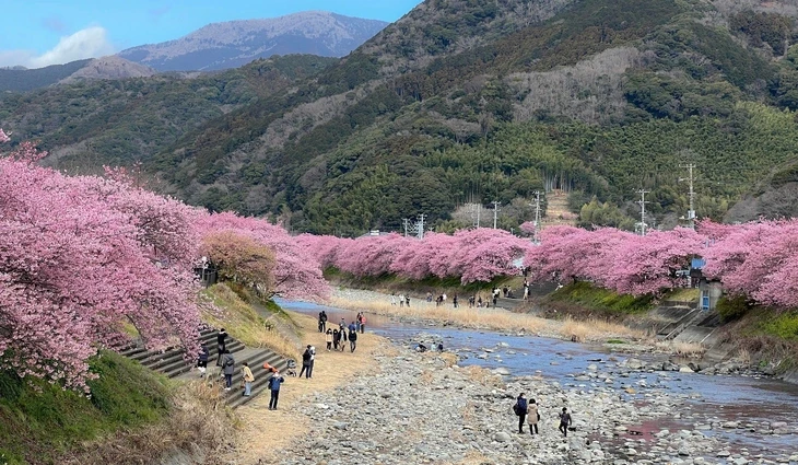 Khách Việt mạnh tay chi tiền mua tour ngắm hoa anh đào Nhật Bản Khách Việt mạnh tay chi tiền mua tour ngắm hoa anh đào Nhật Bản