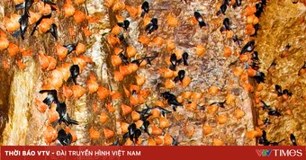Khám phá nơi chim Yến làm tổ - Một trải nghiệm khác biệt ở Khánh Hòa