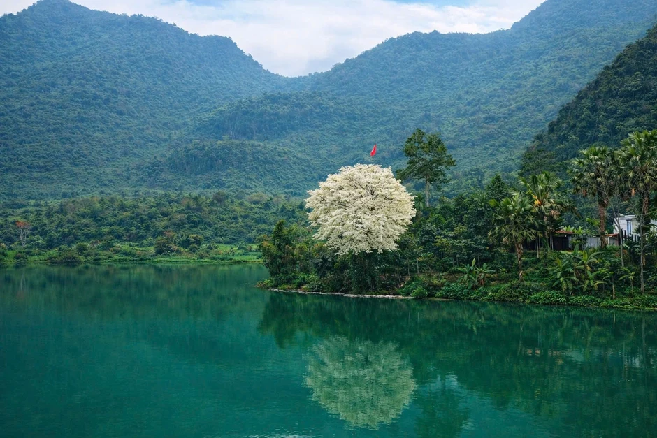 Khung cảnh cây sưa trắng muốt với lá cờ Tổ quốc tung bay bất ngờ gây sốt Khung cảnh cây sưa trắng muốt với lá cờ Tổ quốc tung bay bất ngờ gây sốt