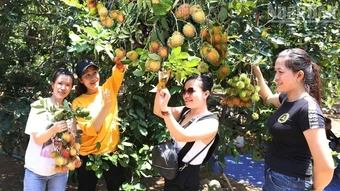 Lâm Sơn mùa quả ngọt