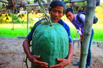 Làng nào 'mắc võng' cho bí đao khổng lồ ngủ?
