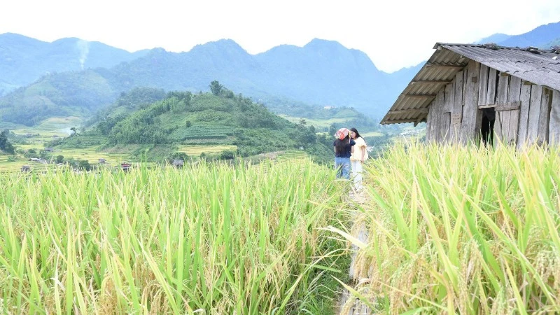 Lào Cai tổ chức giải đua xe đạp địa hình “Mường Bo X-Rice vút bay trên sóng lúa vàng” Lào Cai tổ chức giải đua xe đạp địa hình “Mường Bo X-Rice vút bay trên sóng lúa vàng”