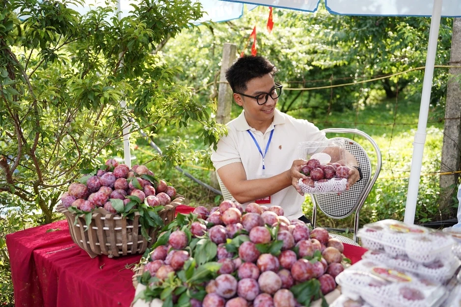 Loại mận giá 150.000 đồng một cân ở Mộc Châu trong mùa lễ hội hái quả Loại mận giá 150.000 đồng một cân ở Mộc Châu trong mùa lễ hội hái quả
