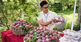 Loại mận giá 150.000 đồng một cân ở Mộc Châu trong mùa lễ hội hái quả