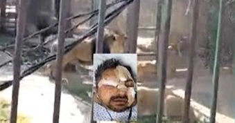 Mexico: Người đàn ông say rượu thả 6 con sư tử khỏi chuồng, cái kết đau đớn