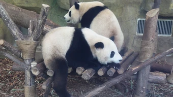 'Mỏ vàng' du lịch từ gấu trúc ở Trung Quốc