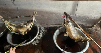 Món cá 'nằm võng', tưới dầu 8-10 tiếng mới chín là đặc sản ở đâu Việt Nam?